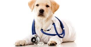 Search for other veterinary clinics & hospitals in dyer on the real yellow pages®. Pet Vet Express Petvetindyer Twitter