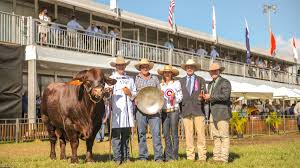 Santa gertrudis cattle are known the world over for their ability to adapt to harsh climates. Beef 2018 Santa Gertrudis Results Queensland Country Life Queensland