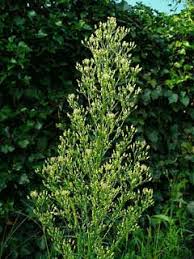 Image result for Conyza