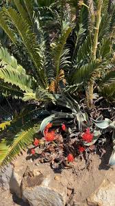 Image result for Cyphostemma jaegeri