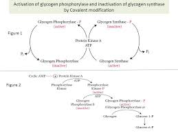 Both tissues break down glycogen in response to epi, but result is different. Regulation Of Glycogen Metabolism Ppt Download