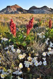 Maybe you would like to learn more about one of these? Grand Junction Wildflowers Photograph By Ray Mathis
