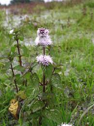 Image result for Mentha aquatica