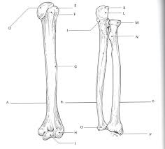 Schematic diagram of compact and spongy bones. Radius And Ulna Label Anatomy Bones Radius And Ulna Anatomy Coloring Book