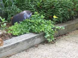 And it is the sculpture that brings. Inexpensive Landscape Edging Ideas