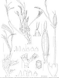 Image result for Inversodicraea