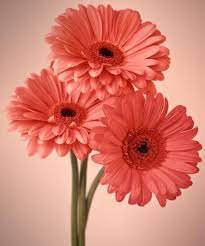 Three Gerberas 1 By Joseph Gerges Gerbera Flower Flower Pictures Coral Flowers