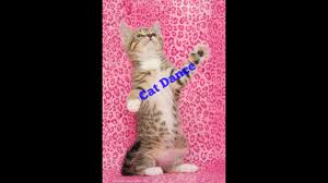 Funny Videos Free Download Cat Dance 1 Dancing Cat Funny Gif Cats