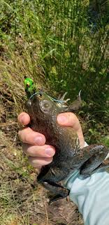 Get the longest old rod you can find (like a crappie pole). My First Catch With A Topwater Frog Is A Frog Fishing