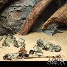 Royal farlowella is not a true representative of the whiptail catfish genus— farlowella, the name suggests so but that is misleading. Royal Marbled Whiptail Catfish Aqua Imports
