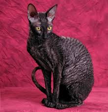 Cat Genetics Facts On 6 Unusual Coat Colors And Patterns Cornish Rex Cat Rare Cats Cat Breeds