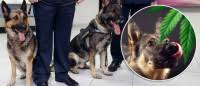 What'S The Best Way To Hide The Smell Of Cannabis From A Drug Dog? - Quora