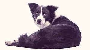 Use clippers or shears with very sharp blades to avoid snagging his hair and ripping it out of his skin. Trimming Hair On A Border Collie
