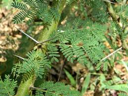 Image result for Acacia xanthophloea