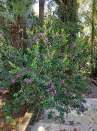 Image result for Polygala myriantha