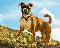 Boxer Dog Dog Breeds Purina Australia
