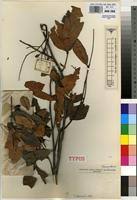 Image result for Quassia undulata