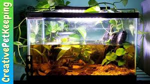 Wild Betta Fish Natural Habitat In A Tank Betta Mahachai 2020 In 2020 Betta Fish Betta Fish Tank Betta