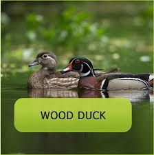 As of today we have 76,497,568 ebooks for you to download for free. Wood Duck Cu Maurice River