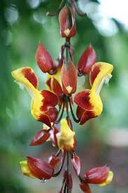 Image result for Thunbergia graminifolia