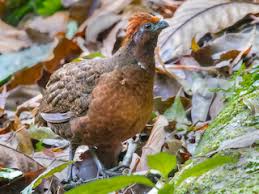 Image result for Odontosoria africana