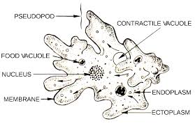 Amoeba Genus Wikipedia