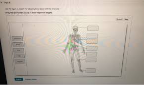 They consist of two outer layers of compact bone and an inner layer of spongy bone. Solved Part A Use The Figure To Match The Following Bon Chegg Com