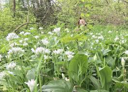 夕飯の救世主、ラムソンの花 | 大好きな日々の覚え書き
