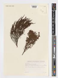 Image result for Erica mannii