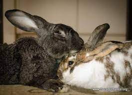 Stacking cups, plastic baby keys, and wooden blocks are fun for tossing and knocking over. Bonding Finding A Friend For Your Rabbit The Rabbit Haven