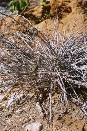 Image result for Adenia gummifera