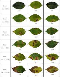 Coffee grains and green leaves. Diagrammatic Scale Of The Severity Of Brown Eye Spot Cercospora Download Scientific Diagram