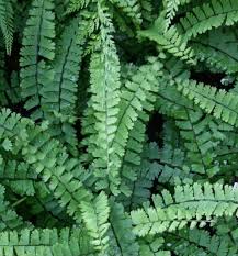 MAIDENHAIR FERN