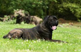 Мать д*альта марка априори бест ин шоу отец dexter corso bajer дата рождения. Cane Corso Italiano Hunderasse Agila