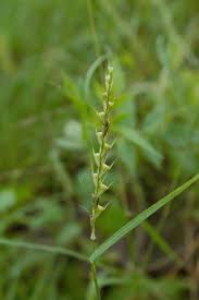 Image result for Chloris roxburghiana