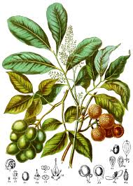 Image result for Sapindaceae