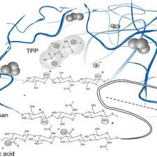 Graphical View Of The Ha Coated Chitosan Tpp Nanoparticles Tpp Is Download Scientific Diagram