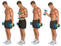 Hammer curls is the movement of weights which targets the primarily on the brachialis (outer side of 1) standing dumbbell bicep hammer curl. Standing Hammer Curl Bodybuilding Wizard