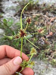 Image result for Cyperus squarrosus