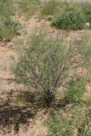 Image result for Indigofera heterotricha
