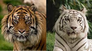 Check spelling or type a new query. Indonesia Animal Pictures And Facts Factzoo Com