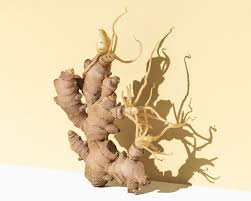 How ginger can help in weight loss ginger contains compounds called shogaols and gingerols. Surprisingly Awesome Beauty Benefits Of Ginger