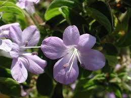 Image result for Barleria obtusa
