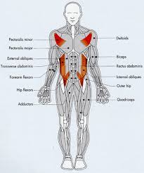The Tongue Has 16 Muscles And Its Not The Strongest Muscle In Your Body Muscular System Muscular Muscles In Your Body