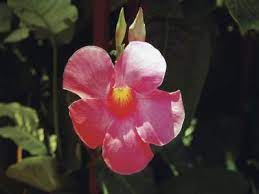 The vigorous mandevilla vine makes an excellent spring and summertime addition to any bright light landscape, patio or trellis vines and overwinter nicely indoors during the cold winter months. How To Fertilize Dipladenia