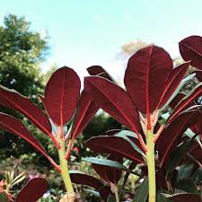 Stunning Red Indumentum On The Underside Of This Rhododendron Plant Leaves Rhododendron Instagram