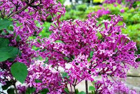 Elke dag worden duizenden nieuwe afbeeldingen van hoge kwaliteit toegevoegd. Multiple Types Of Lilac Bushes Please The Senses