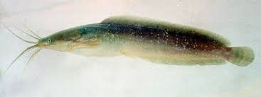 Bila kamu hendak memancing ikan mas di sungai, kolam, waduk maupun danau, salah satu hal yang harus diketahui ialah resep atau umpan pelet ikan mas. Ikan Keli Lele Keli Habitat Penyebaran Serta Kebiasaan Hidup