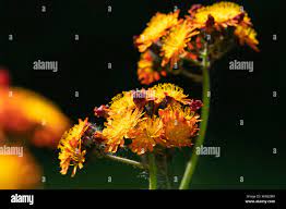 Missionary weed hi-res stock photography and images - Alamy