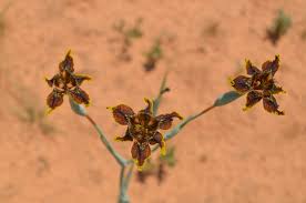 Image result for Ferraria glutinosa